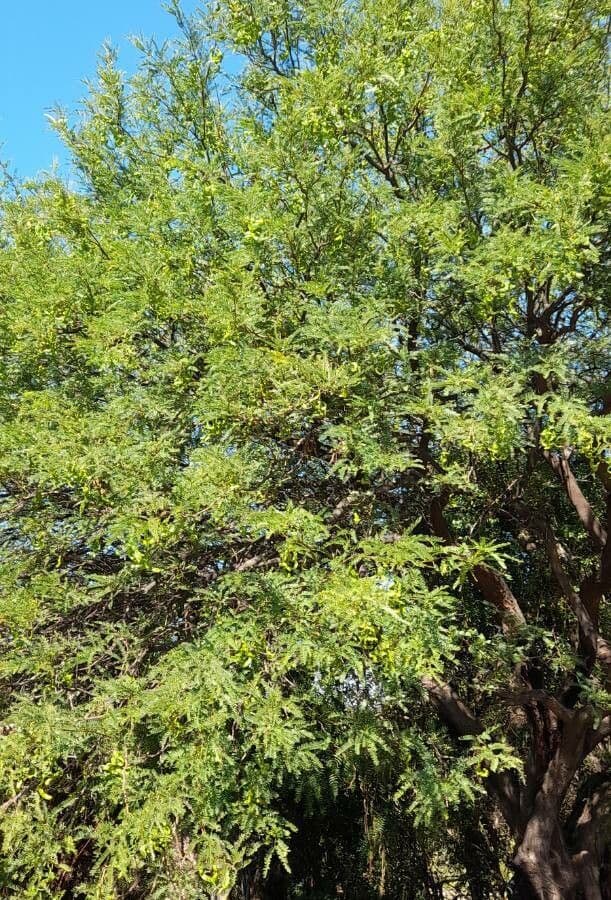 Prosopis 12