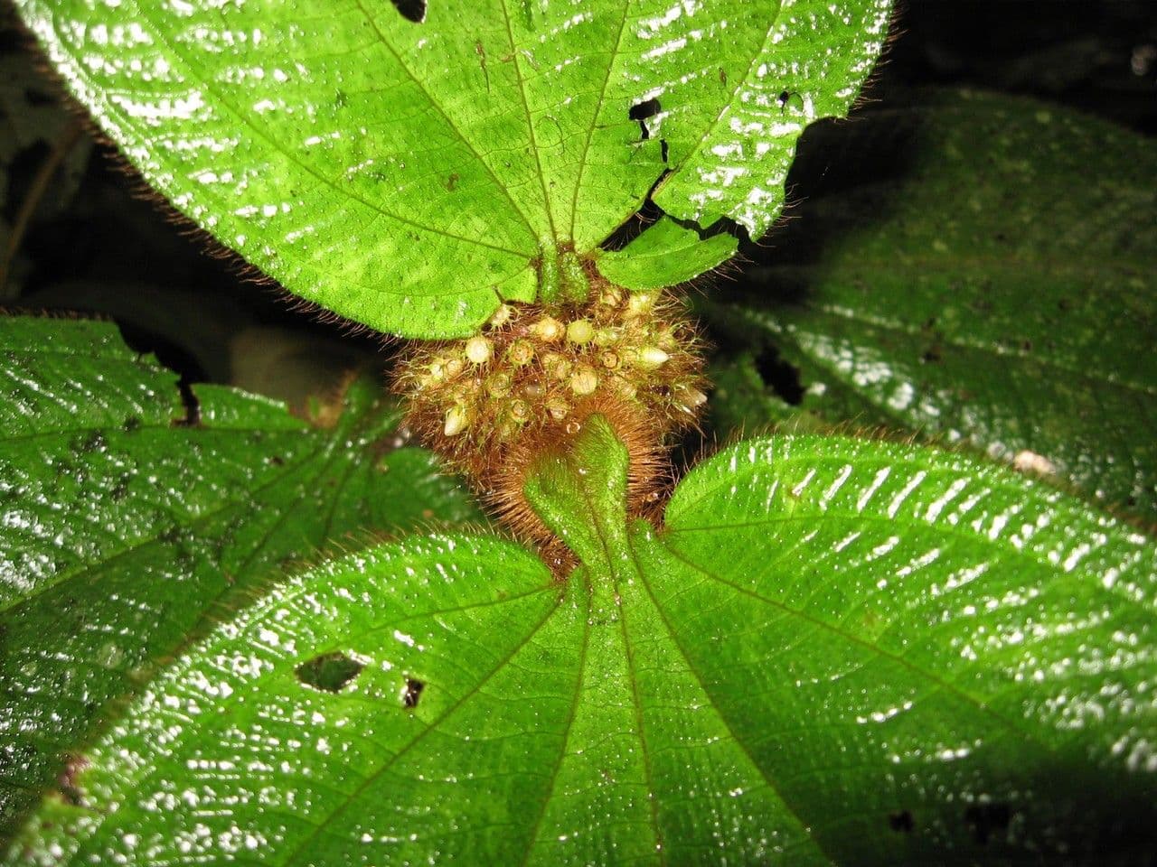 Stier-Miconia 6