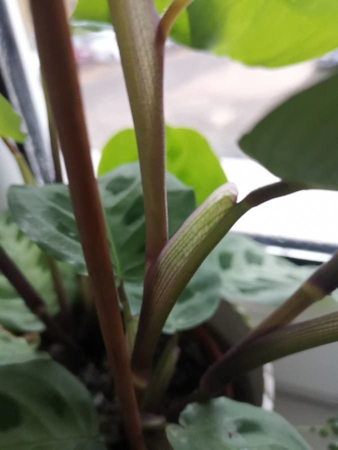 Maranta 17
