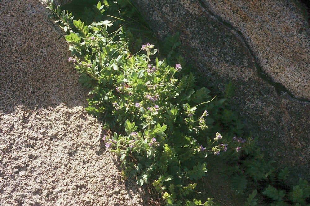 Polemonio della California 8