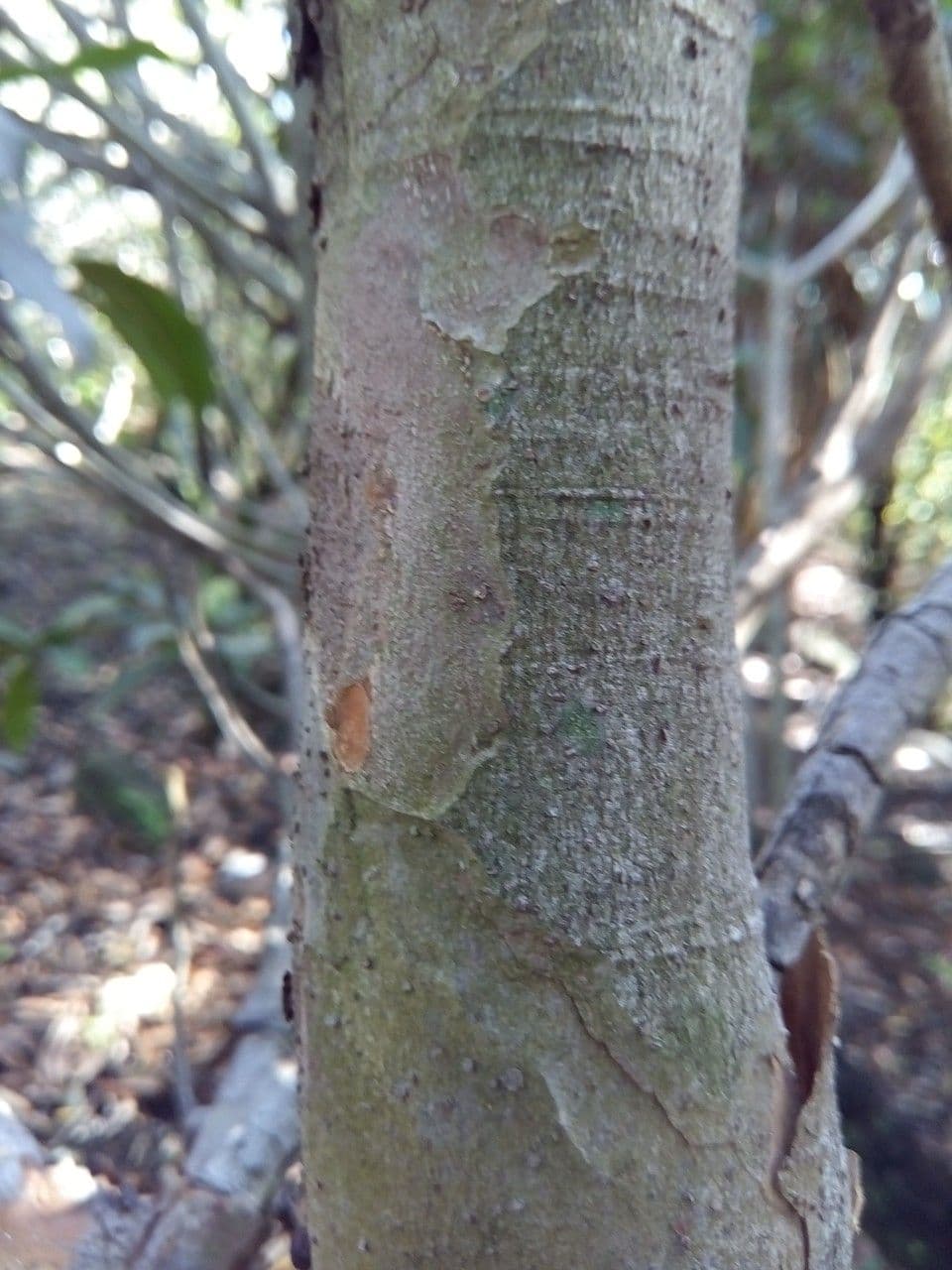 Cossinia pinnata 21