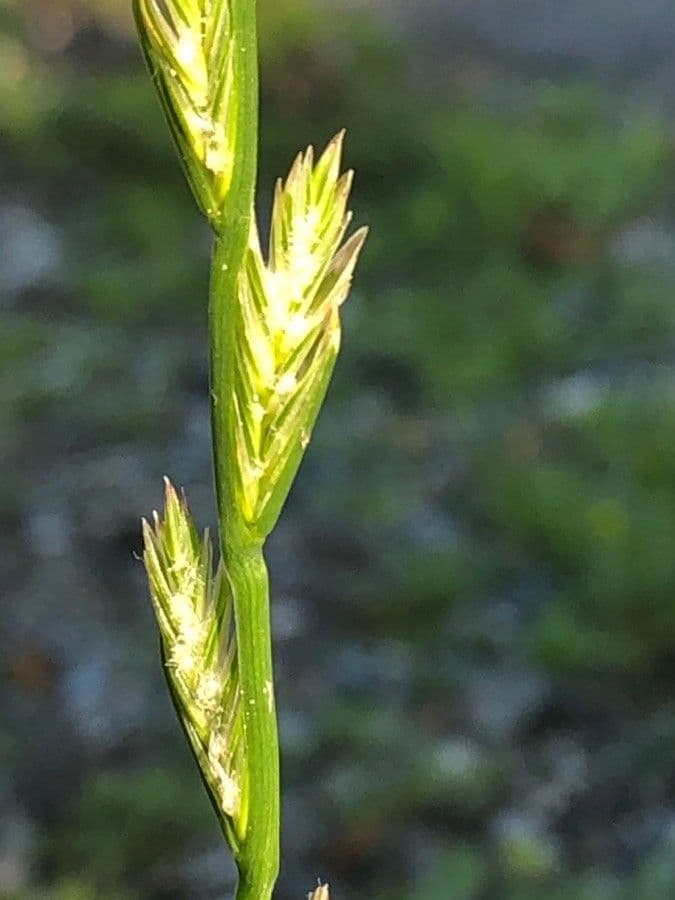 Loglio perenne 6