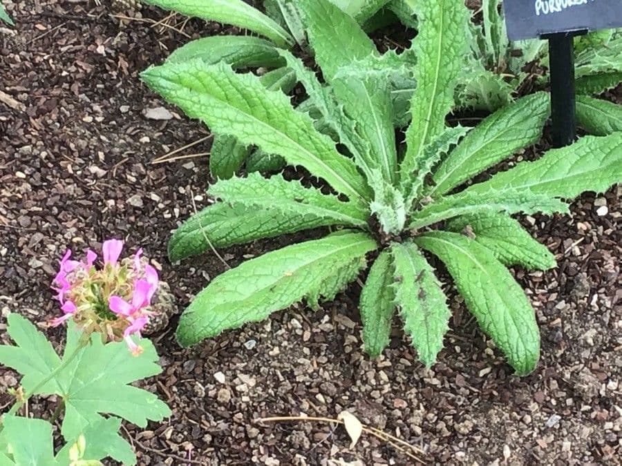 Berkheya purpurea 14