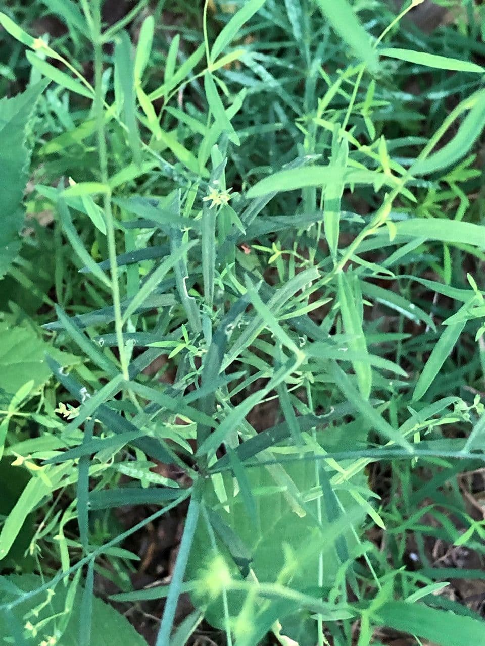 Linaria strisciante 15