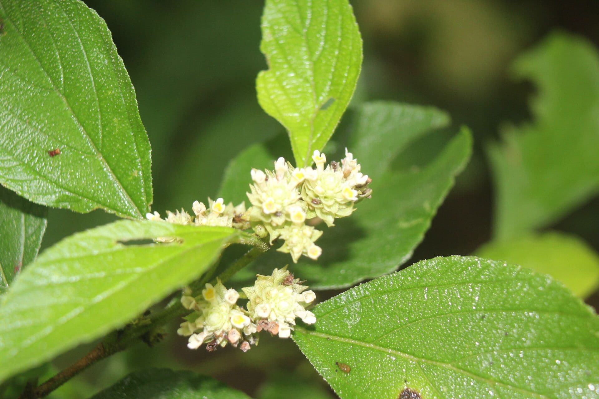 Lippia 5