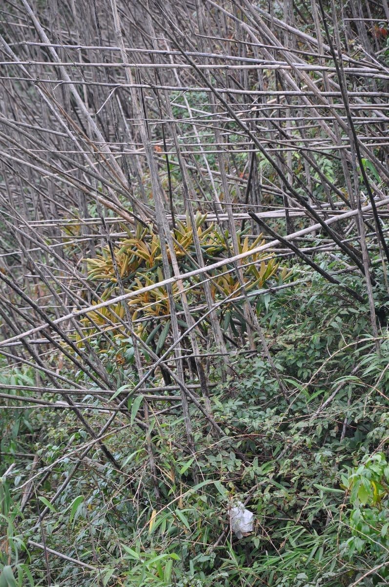 Rhododendron 6