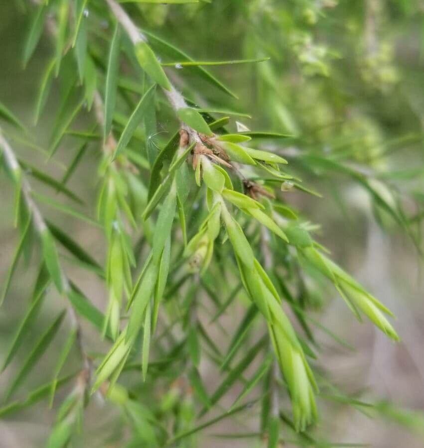 Teebaum 12