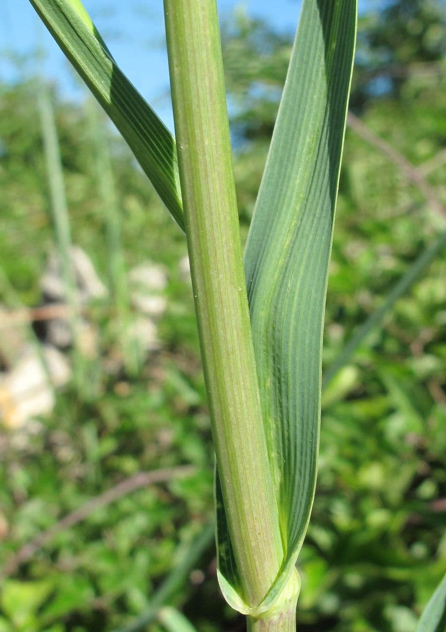 Bupleurum 24