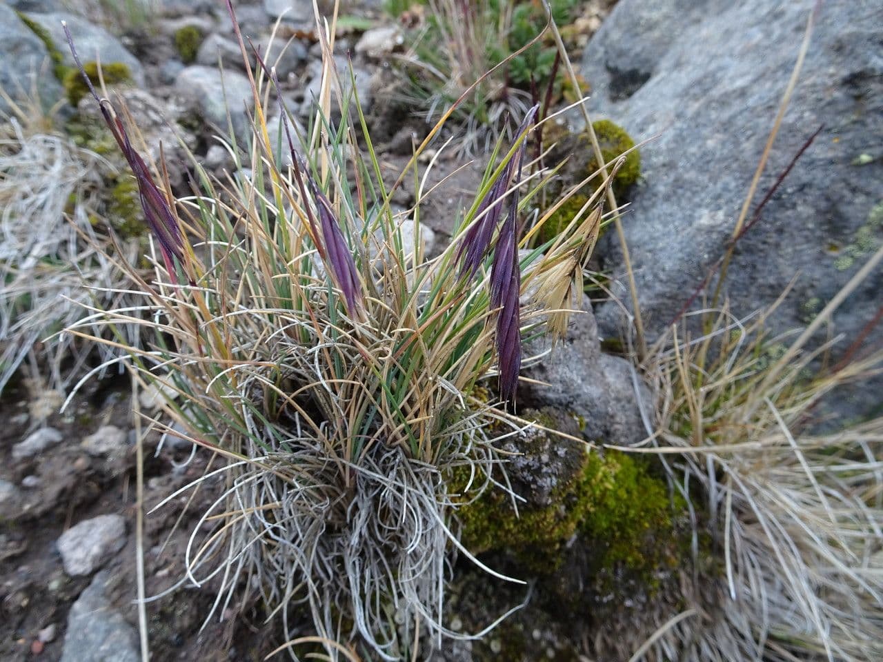 Festuca 7