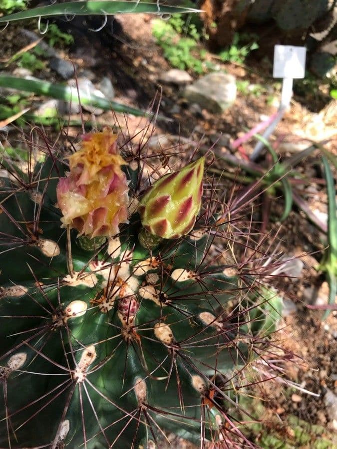 Cactus barile uncinato 6