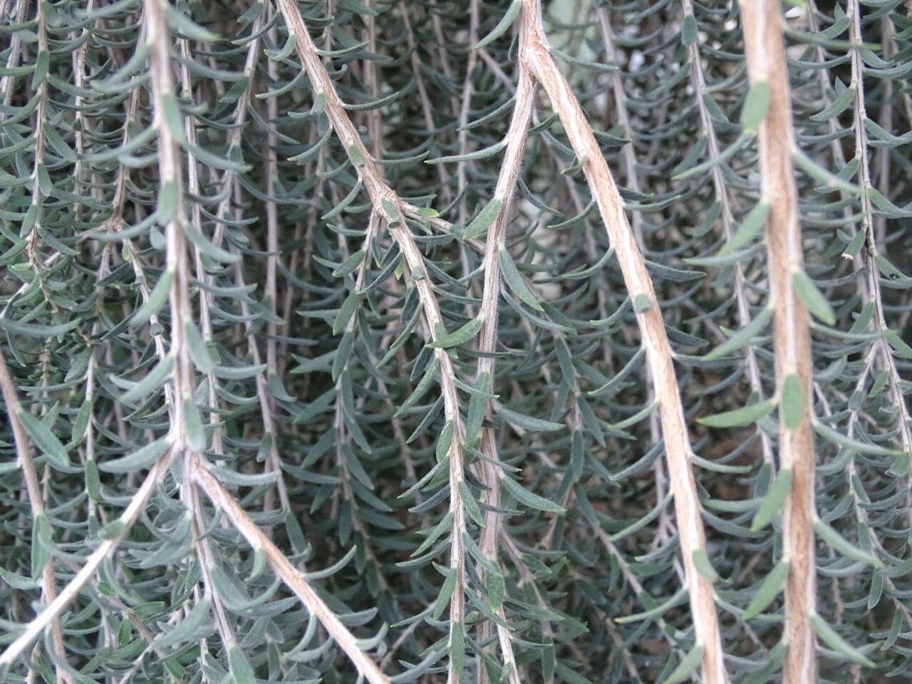 Melaleuca
