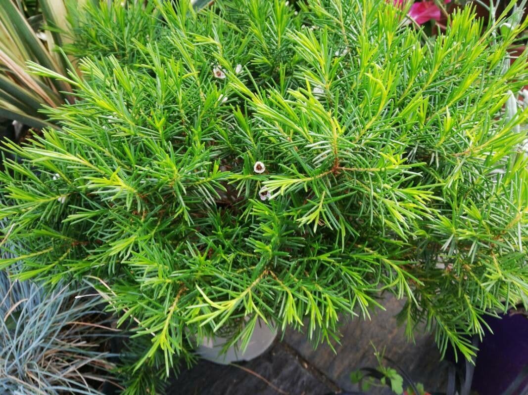 Chamelaucium uncinatum 13