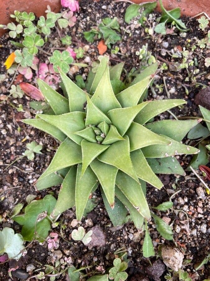 Haworthia 6