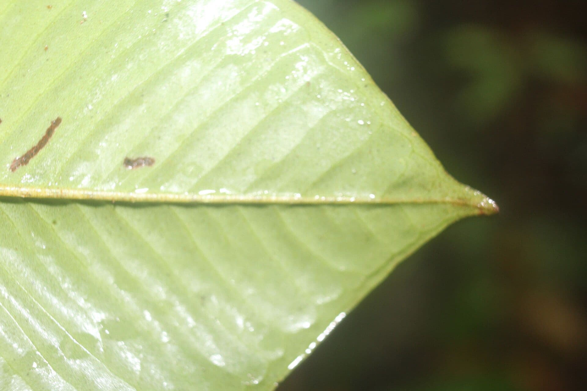 Ardisia