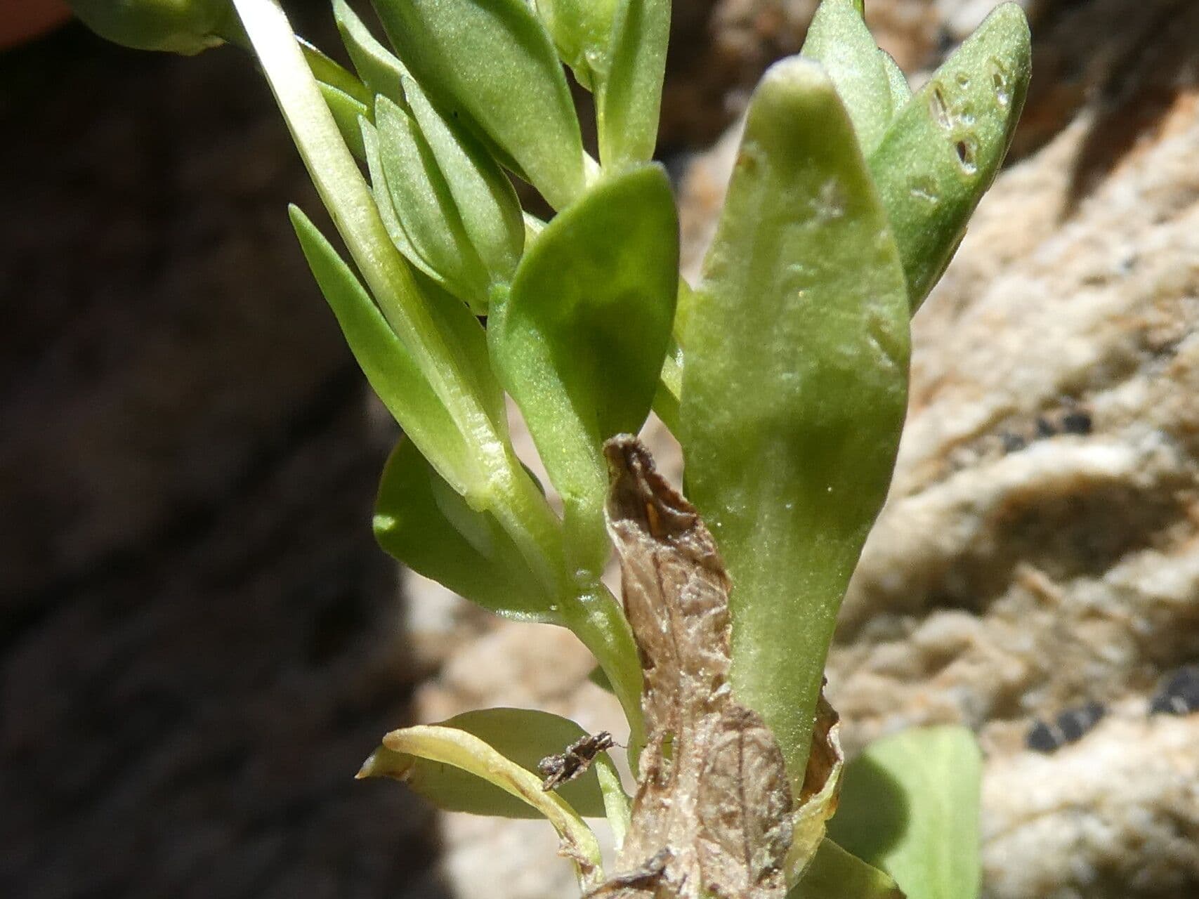 Comastoma tenellum 13
