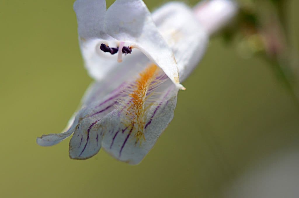 Penstemon 5