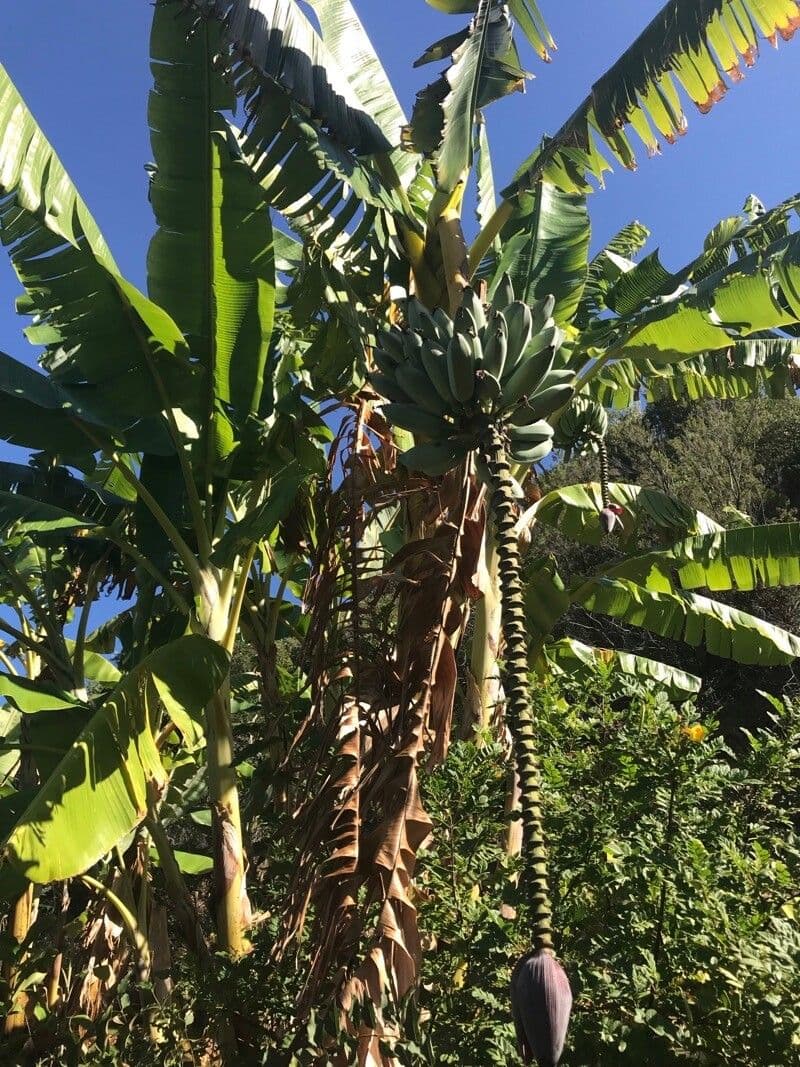 Plátano 11