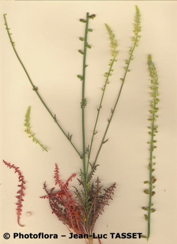 Reseda ondulata 4
