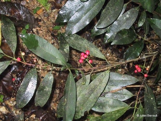 Syzygium 7