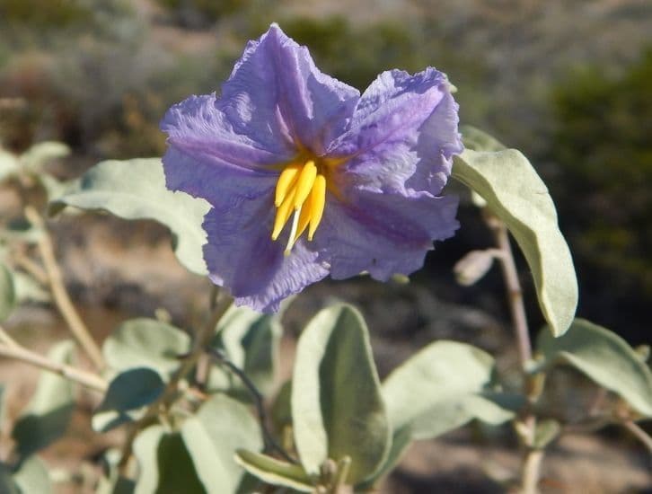 Solanum hindsianum 9