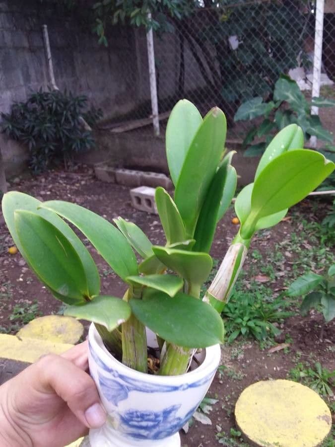 Bulbophyllum 23