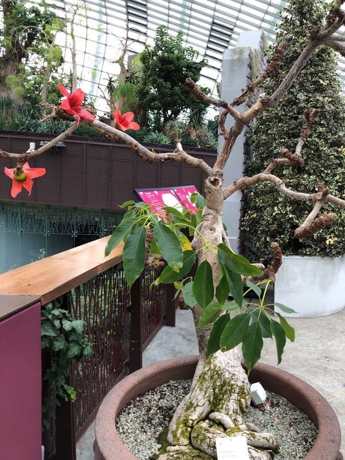 Albero del cotone 10
