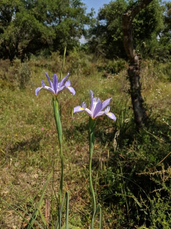 Iris xiphium 8