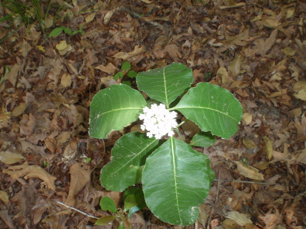 Asclepias variegata 9