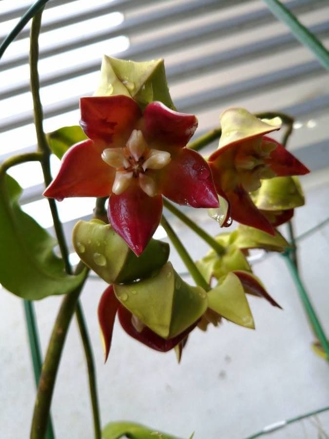 Hoya 3