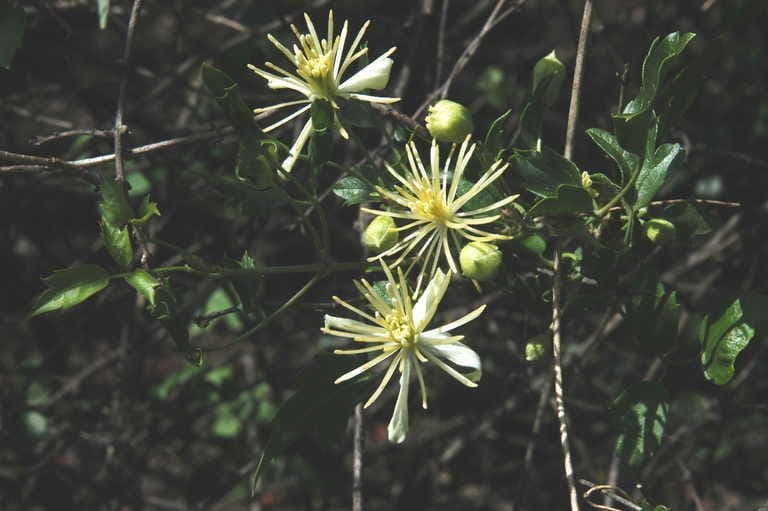 Clematide a pochi fiori 10