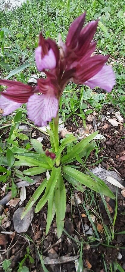 Orchis papillon 22