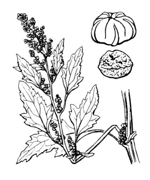 Komosa figolistna 26