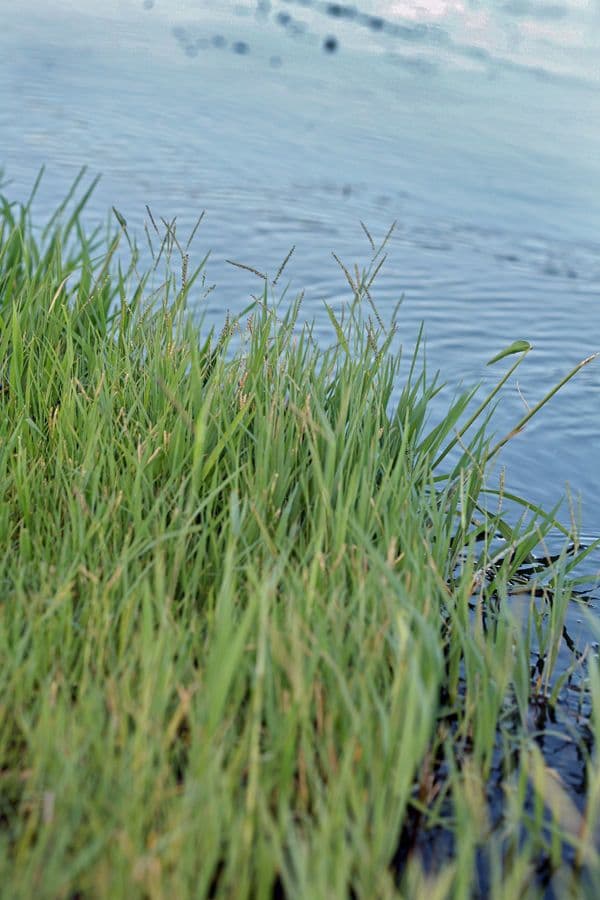 Panico acquatico 12