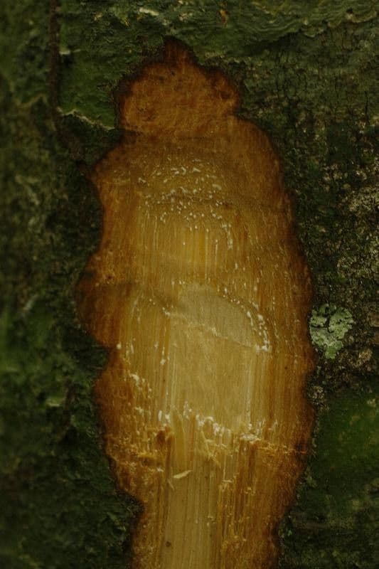 Ecclinusa 10