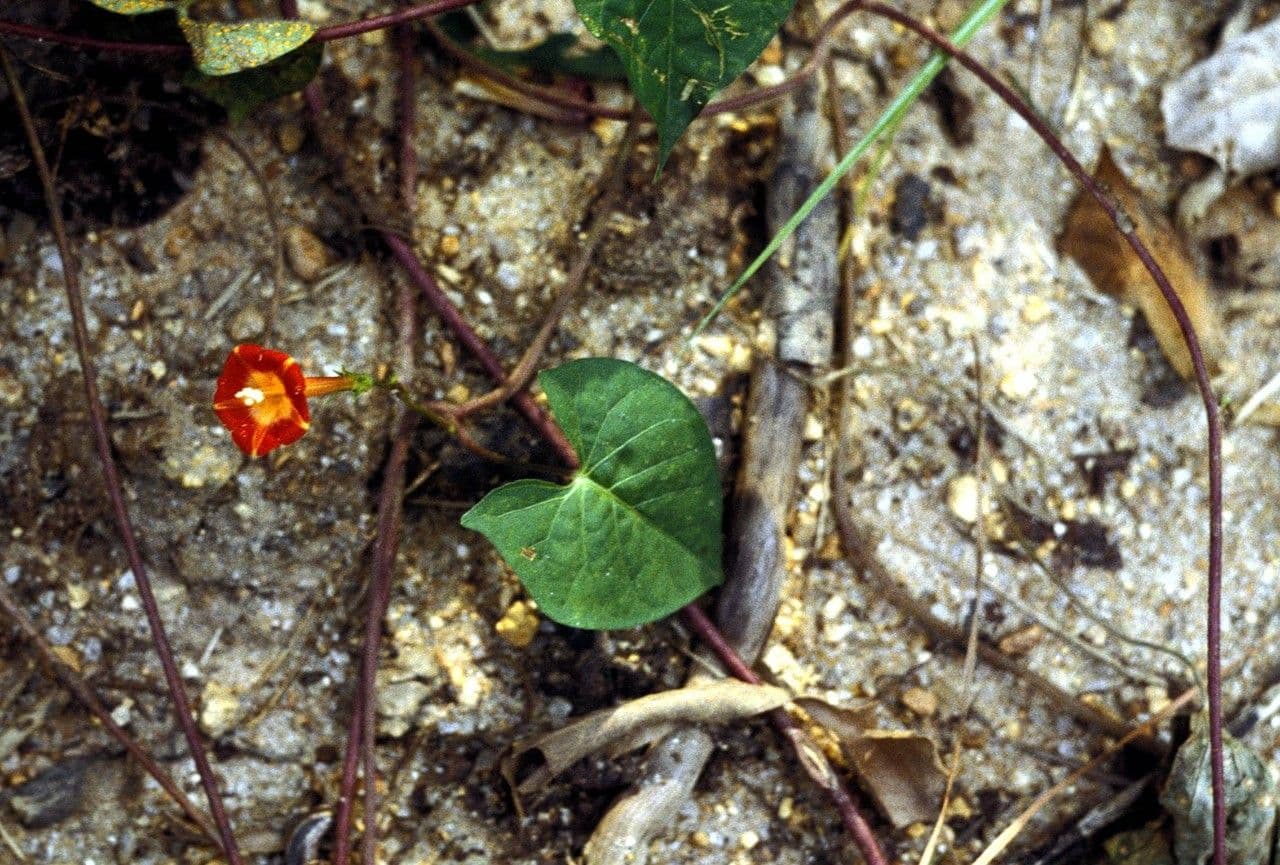 Ipomoea hederifolia 24