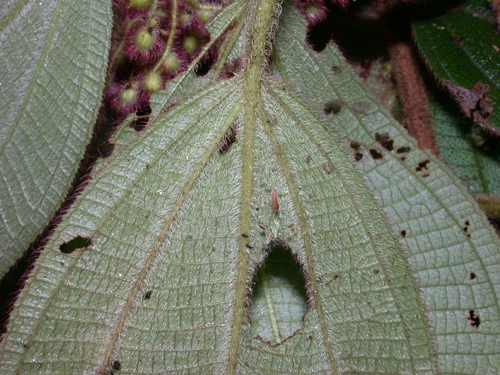 Miconia 18
