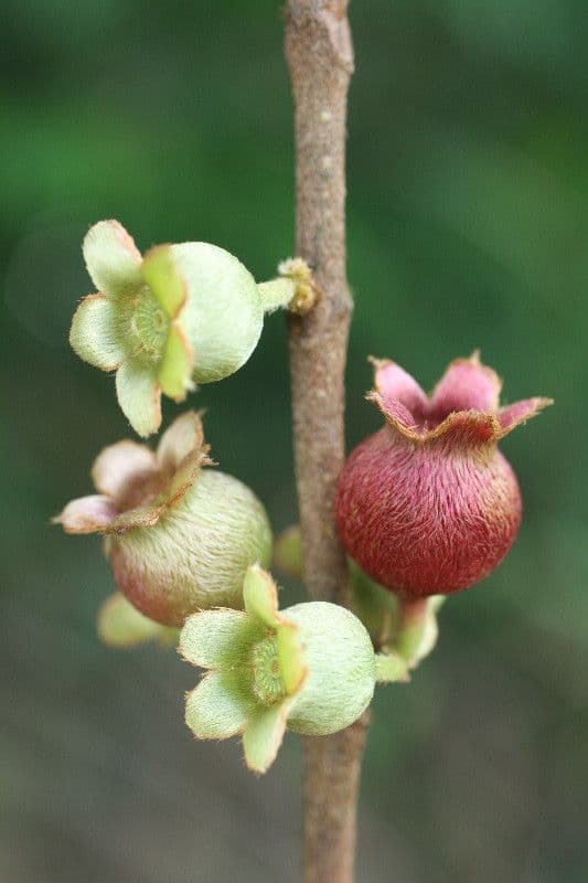 Bellucia grossularioide 7