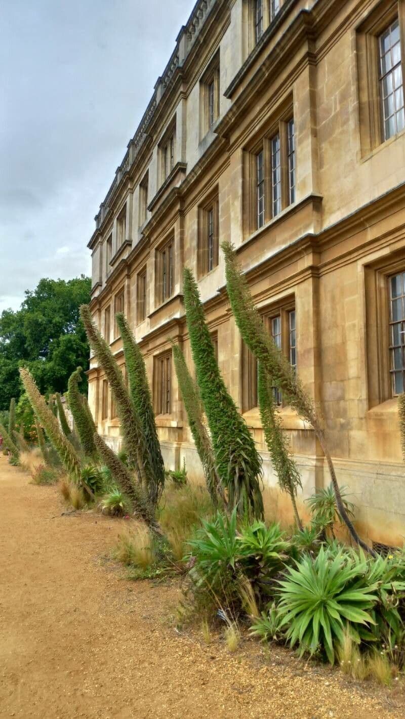 Echium di Wildpret 11