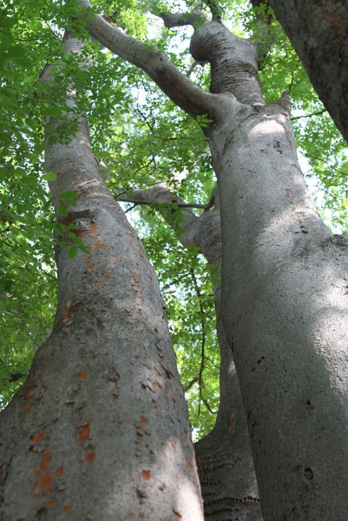 Zelkova 25