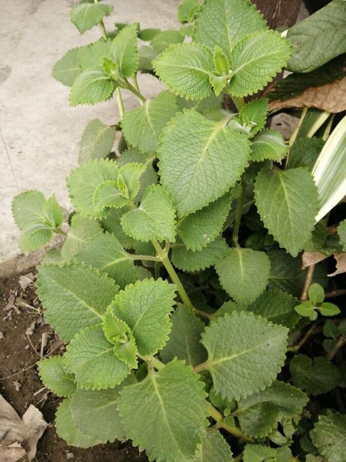 Cuban-oregano 7