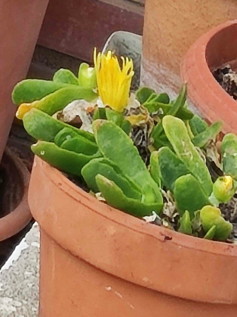Glottiphyllum 4