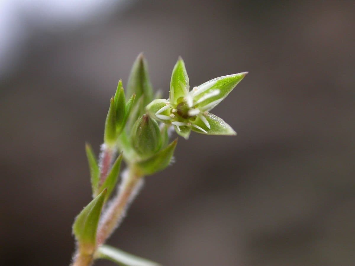 Stellaria 4