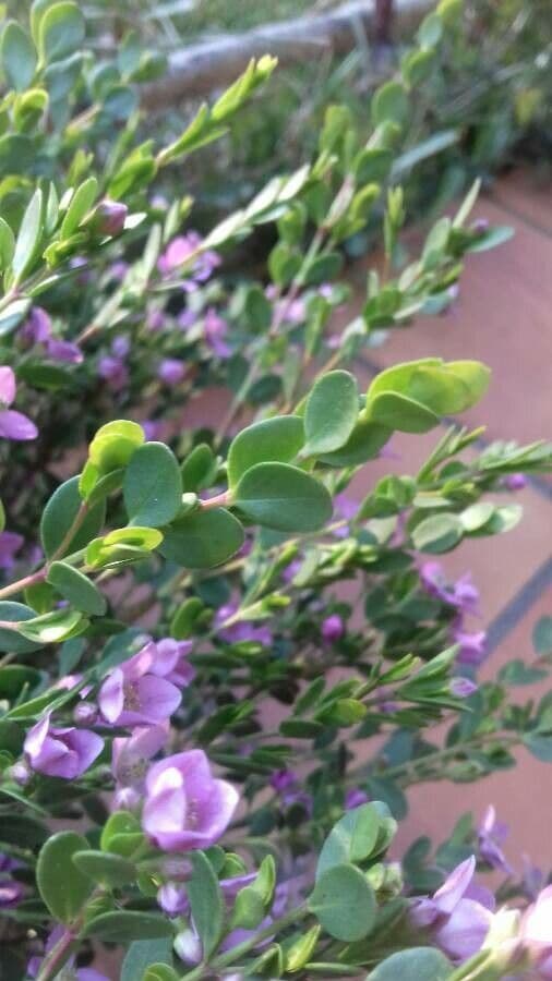 Boronia all'anice 14