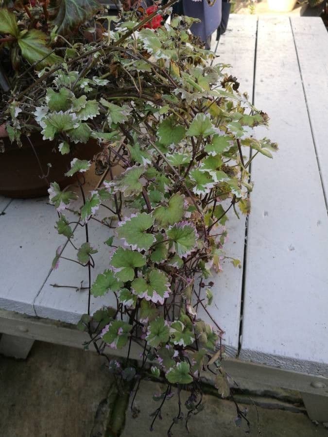 Hydrocotyle sibthorpioides 10