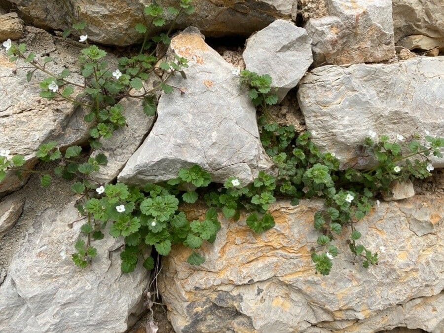 Veronica cymbalaria 12