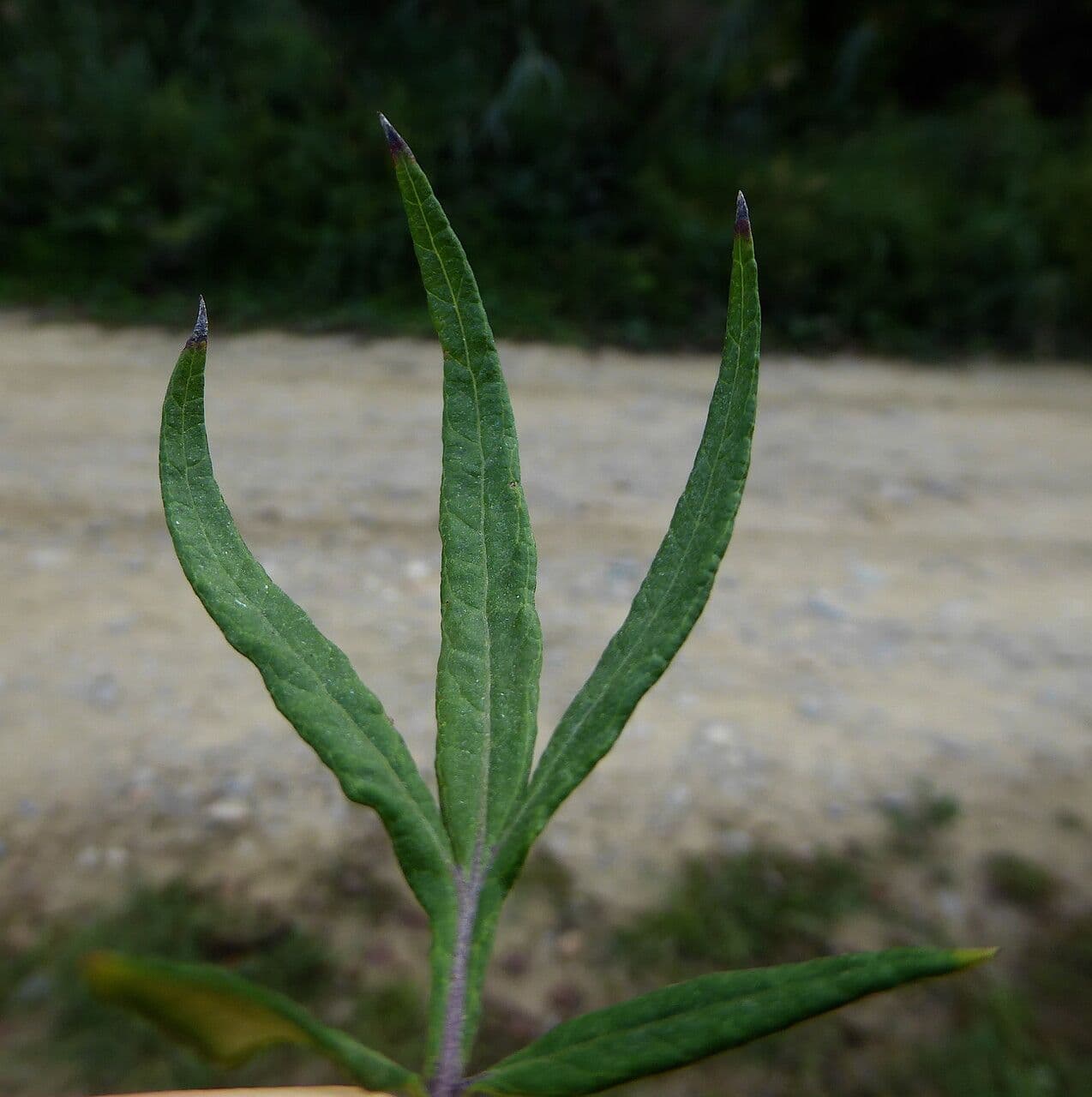 Bylica Verlota 18
