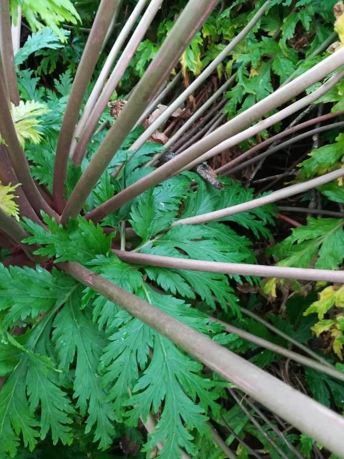 Geranio de Madeira 18