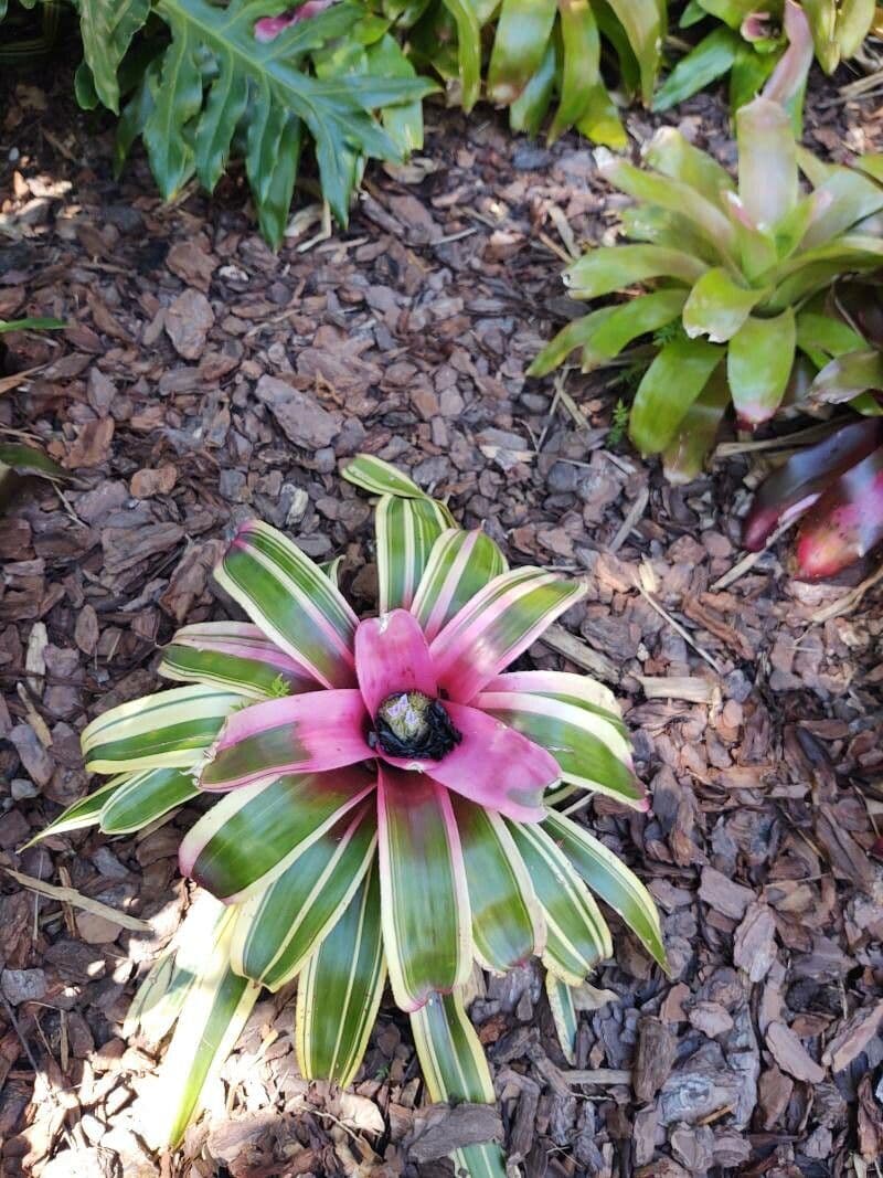 Bromelia arrossata 10