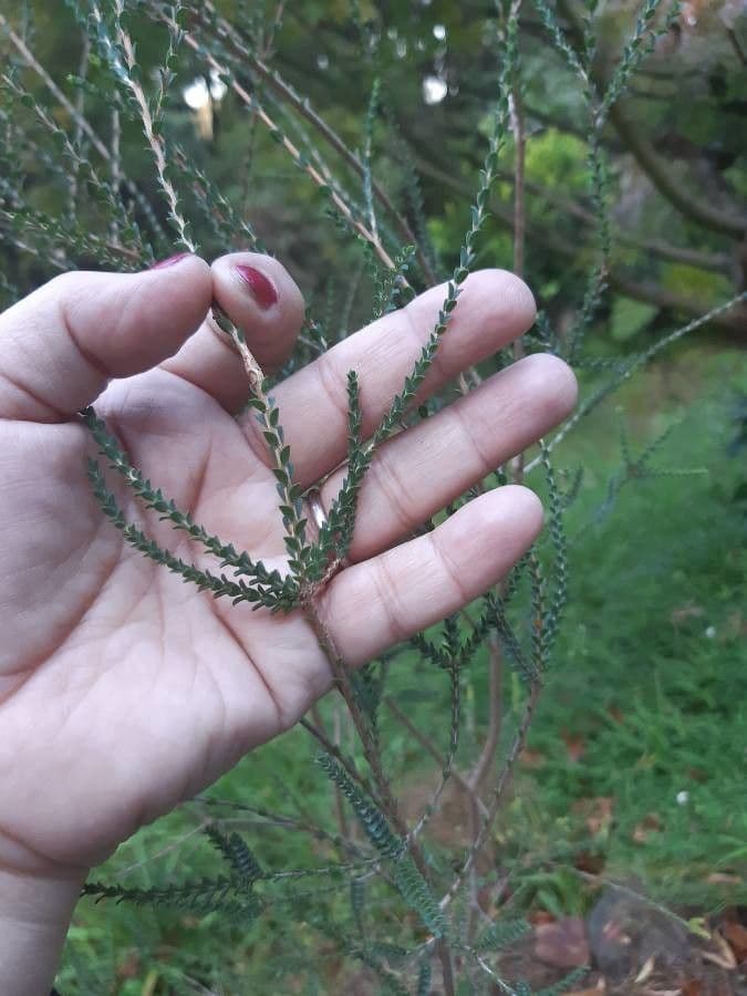 Melaleuca di Hügel 3