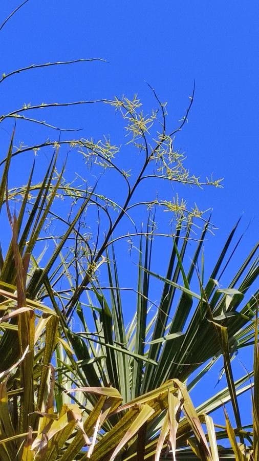 Palma ventaglio cinese 9